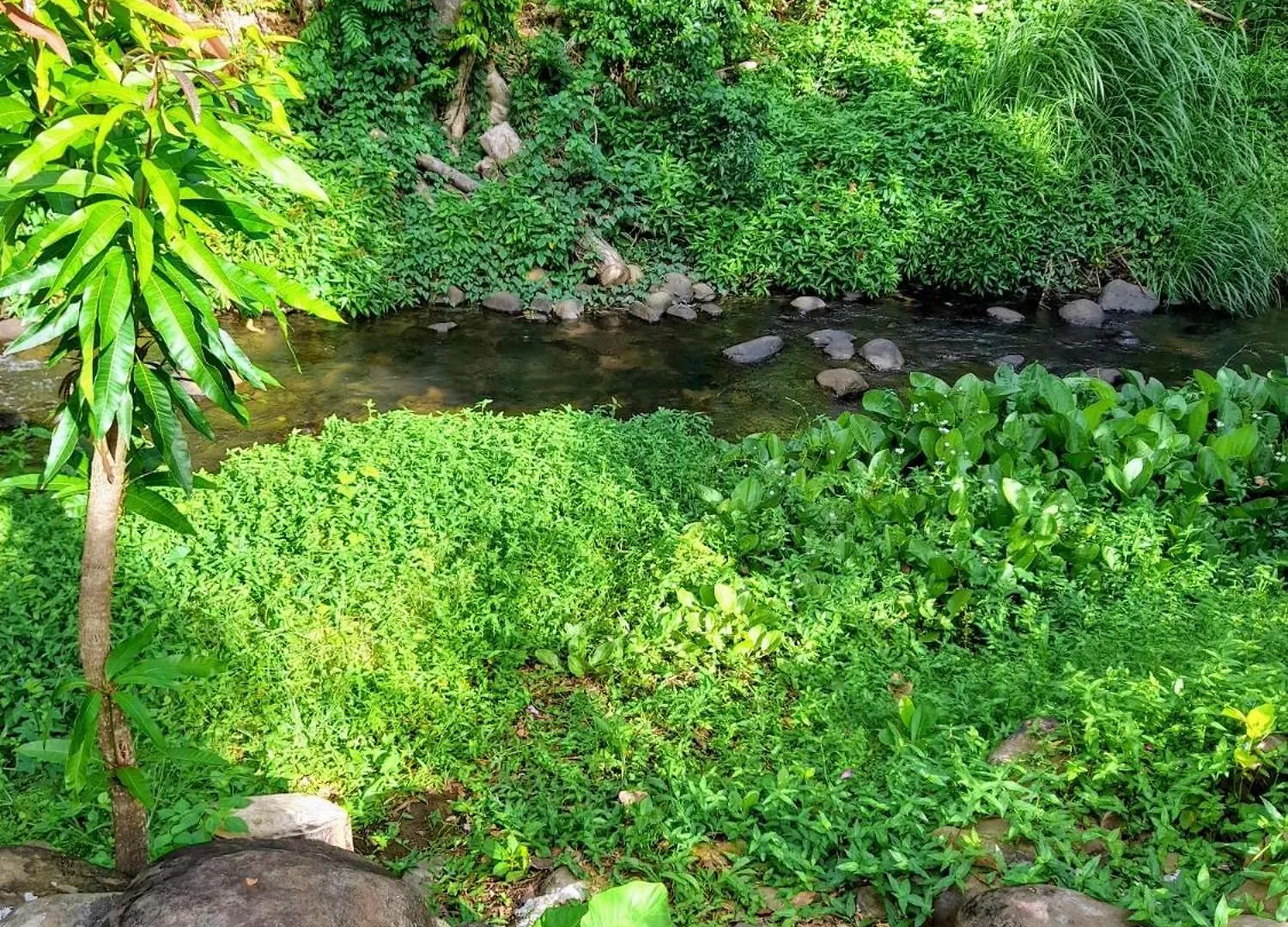 Les Bromelias Chez Djo Et Rosy Lejlighed Sainte-Marie