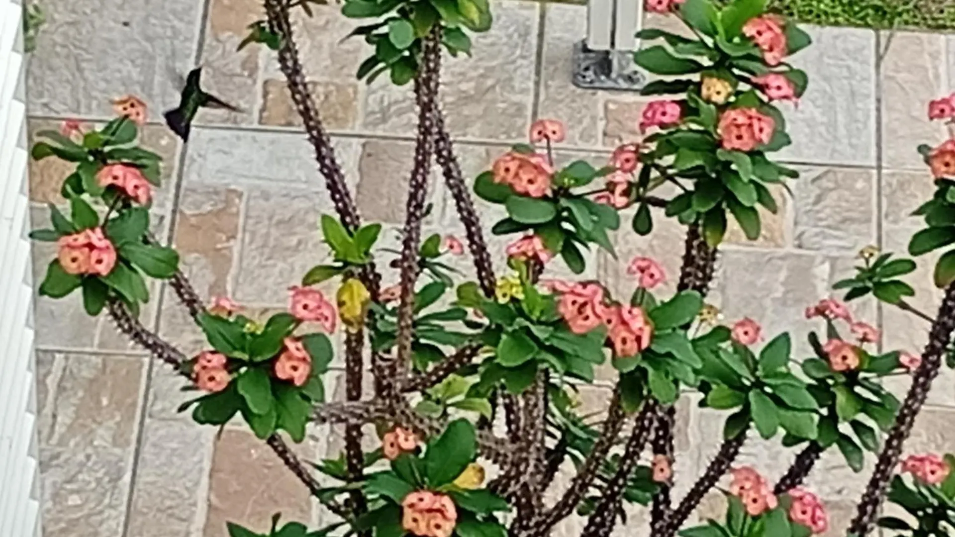 Les Bromelias Chez Djo Et Rosy Lejlighed Sainte-Marie