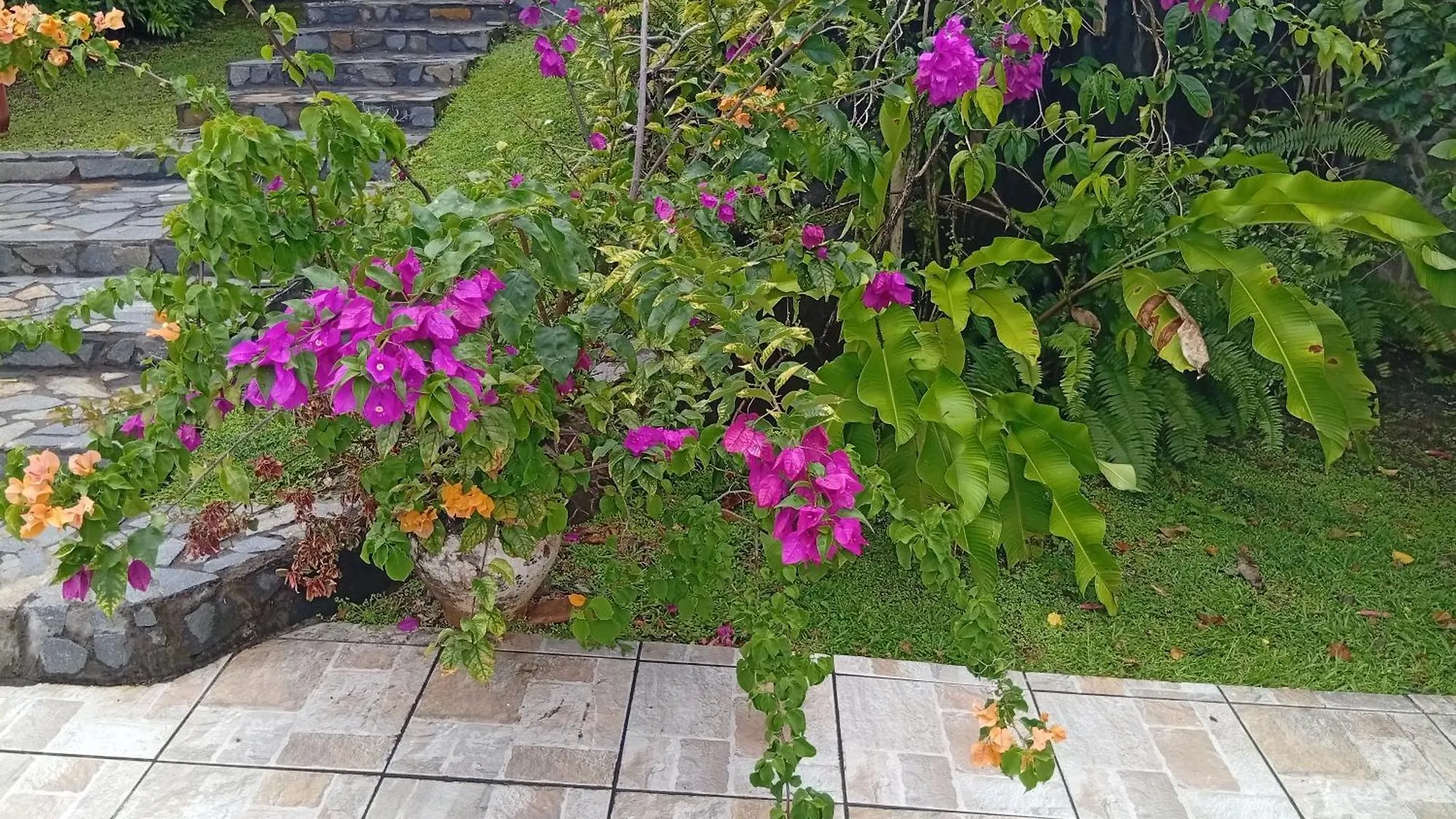 Les Bromelias Chez Djo Et Rosy Lejlighed Sainte-Marie Martinique