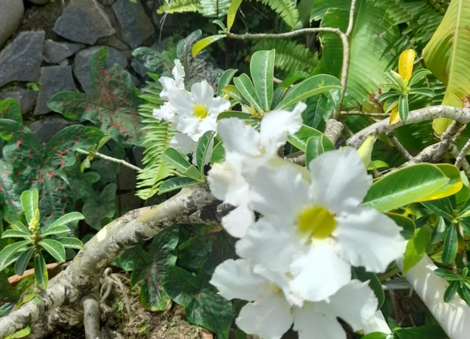 Les Bromelias Chez Djo Et Rosy Διαμέρισμα Sainte-Marie