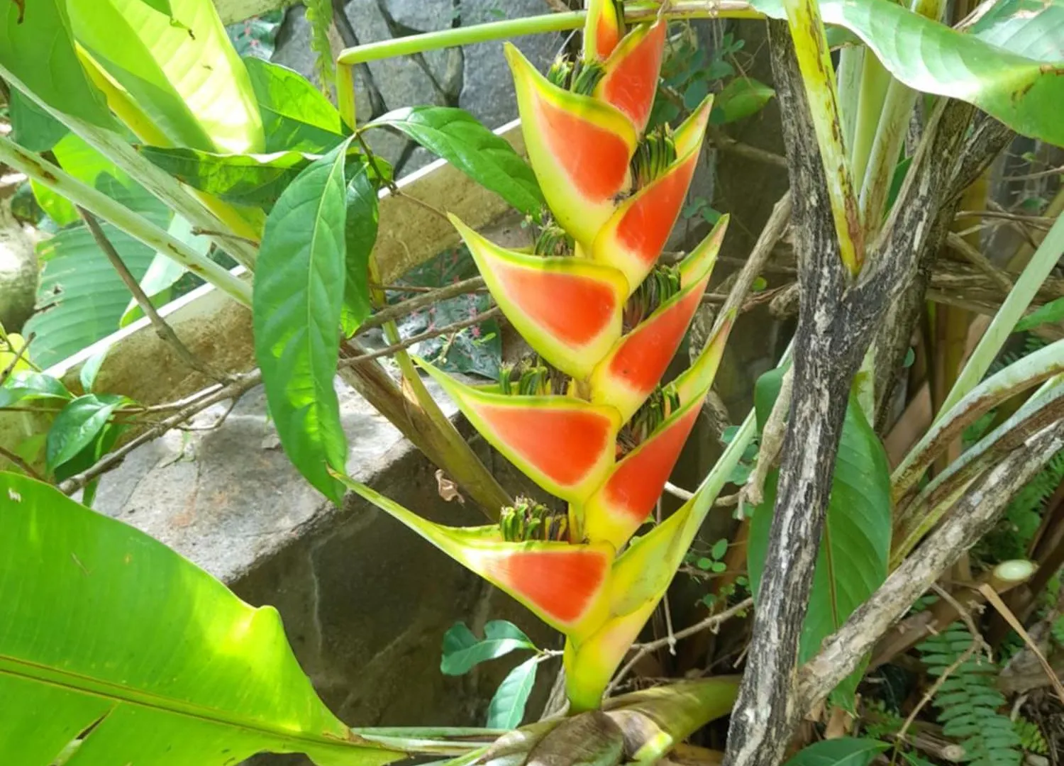 Les Bromelias Chez Djo Et Rosy Διαμέρισμα Sainte-Marie