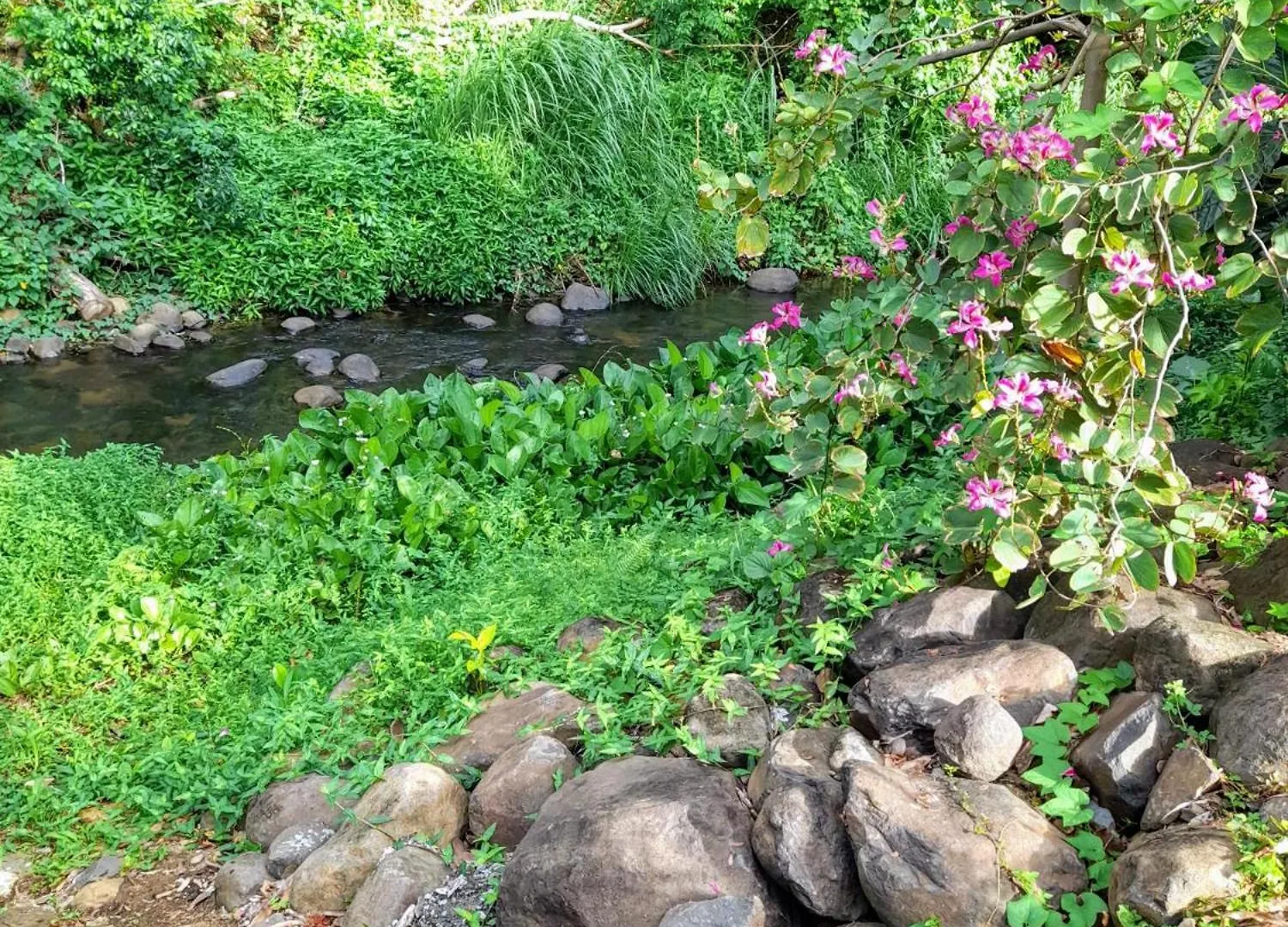 Les Bromelias Chez Djo Et Rosy Διαμέρισμα Sainte-Marie Μαρτινίκα